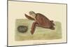Hawks Bill Turtle-Mark Catesby-Mounted Art Print