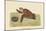 Hawks Bill Turtle-Mark Catesby-Mounted Art Print