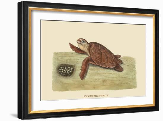 Hawks Bill Turtle-Mark Catesby-Framed Art Print