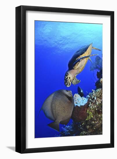 Hawksbill Sea Turtle and Gray Angelfish Share a Special Moment-Stocktrek Images-Framed Photographic Print