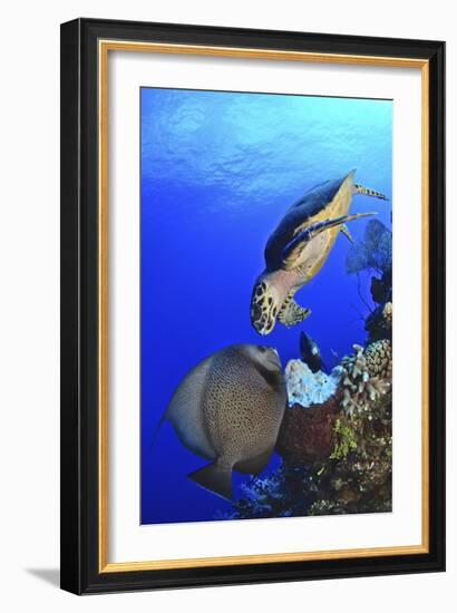 Hawksbill Sea Turtle and Gray Angelfish Share a Special Moment-Stocktrek Images-Framed Photographic Print