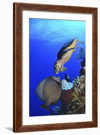 Hawksbill Sea Turtle and Gray Angelfish Share a Special Moment-Stocktrek Images-Framed Photographic Print