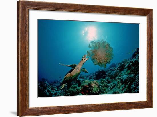 Hawksbill Sea Turtle (Eretmochelys Imbricata) Eating a Jellyfish, Indian Ocean-Reinhard Dirscherl-Framed Photographic Print