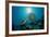 Hawksbill Sea Turtle (Eretmochelys Imbricata) Eating a Jellyfish, Indian Ocean-Reinhard Dirscherl-Framed Photographic Print