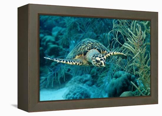 Hawksbill Sea Turtle, Eretmochelys Imbricata, Martinique, French West Indies, Caribbean Sea-Reinhard Dirscherl-Framed Premier Image Canvas