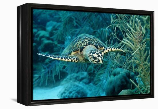 Hawksbill Sea Turtle, Eretmochelys Imbricata, Martinique, French West Indies, Caribbean Sea-Reinhard Dirscherl-Framed Premier Image Canvas