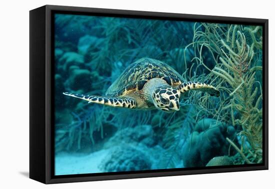 Hawksbill Sea Turtle, Eretmochelys Imbricata, Martinique, French West Indies, Caribbean Sea-Reinhard Dirscherl-Framed Premier Image Canvas