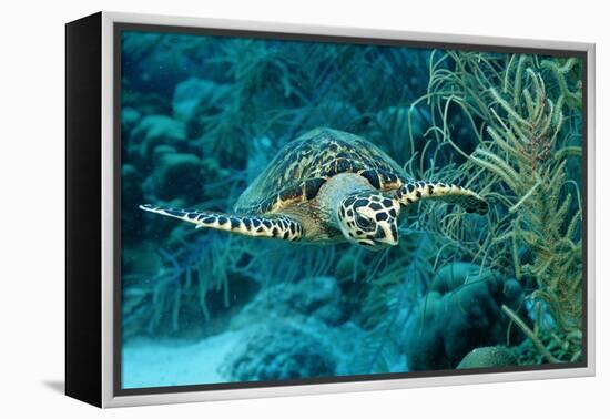 Hawksbill Sea Turtle, Eretmochelys Imbricata, Martinique, French West Indies, Caribbean Sea-Reinhard Dirscherl-Framed Premier Image Canvas