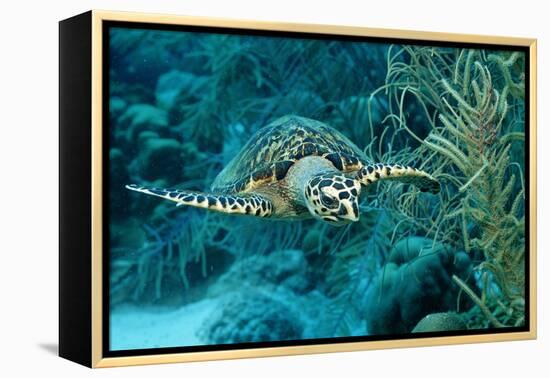 Hawksbill Sea Turtle, Eretmochelys Imbricata, Martinique, French West Indies, Caribbean Sea-Reinhard Dirscherl-Framed Premier Image Canvas
