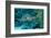 Hawksbill Sea Turtle, Eretmochelys Imbricata, Martinique, French West Indies, Caribbean Sea-Reinhard Dirscherl-Framed Photographic Print