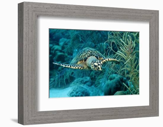 Hawksbill Sea Turtle, Eretmochelys Imbricata, Martinique, French West Indies, Caribbean Sea-Reinhard Dirscherl-Framed Photographic Print