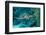 Hawksbill Sea Turtle, Eretmochelys Imbricata, Martinique, French West Indies, Caribbean Sea-Reinhard Dirscherl-Framed Photographic Print