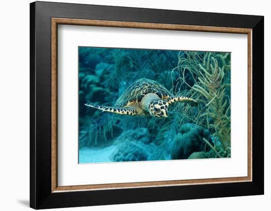 Hawksbill Sea Turtle, Eretmochelys Imbricata, Martinique, French West Indies, Caribbean Sea-Reinhard Dirscherl-Framed Photographic Print