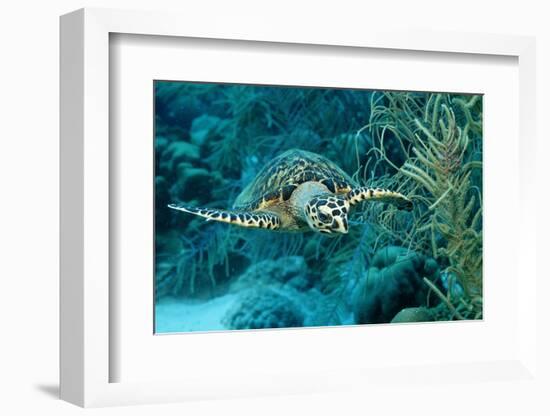 Hawksbill Sea Turtle, Eretmochelys Imbricata, Martinique, French West Indies, Caribbean Sea-Reinhard Dirscherl-Framed Photographic Print