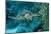 Hawksbill Sea Turtle, Eretmochelys Imbricata, Martinique, French West Indies, Caribbean Sea-Reinhard Dirscherl-Mounted Photographic Print