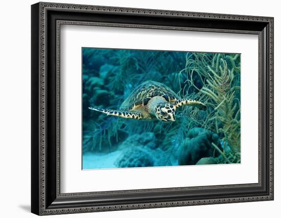 Hawksbill Sea Turtle, Eretmochelys Imbricata, Martinique, French West Indies, Caribbean Sea-Reinhard Dirscherl-Framed Photographic Print