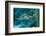 Hawksbill Sea Turtle, Eretmochelys Imbricata, Martinique, French West Indies, Caribbean Sea-Reinhard Dirscherl-Framed Photographic Print