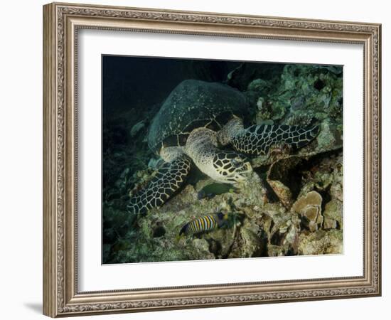 Hawksbill Sea Turtle Feeding, Bunaken Marine Park, Indonesia-Stocktrek Images-Framed Photographic Print