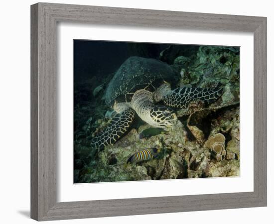 Hawksbill Sea Turtle Feeding, Bunaken Marine Park, Indonesia-Stocktrek Images-Framed Photographic Print