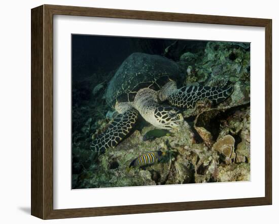 Hawksbill Sea Turtle Feeding, Bunaken Marine Park, Indonesia-Stocktrek Images-Framed Photographic Print