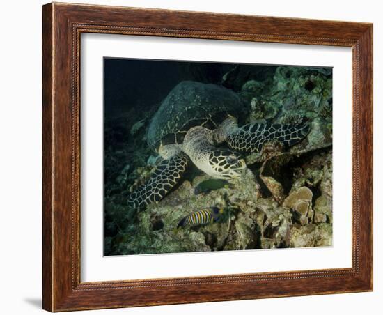 Hawksbill Sea Turtle Feeding, Bunaken Marine Park, Indonesia-Stocktrek Images-Framed Photographic Print