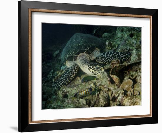 Hawksbill Sea Turtle Feeding, Bunaken Marine Park, Indonesia-Stocktrek Images-Framed Photographic Print