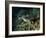 Hawksbill Sea Turtle Feeding, Bunaken Marine Park, Indonesia-Stocktrek Images-Framed Photographic Print