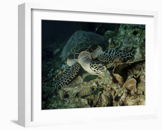 Hawksbill Sea Turtle Feeding, Bunaken Marine Park, Indonesia-Stocktrek Images-Framed Photographic Print