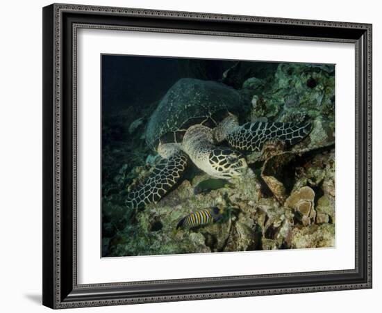 Hawksbill Sea Turtle Feeding, Bunaken Marine Park, Indonesia-Stocktrek Images-Framed Photographic Print