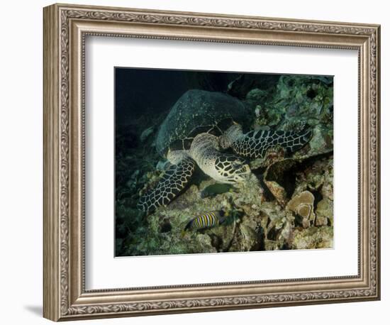 Hawksbill Sea Turtle Feeding, Bunaken Marine Park, Indonesia-Stocktrek Images-Framed Photographic Print