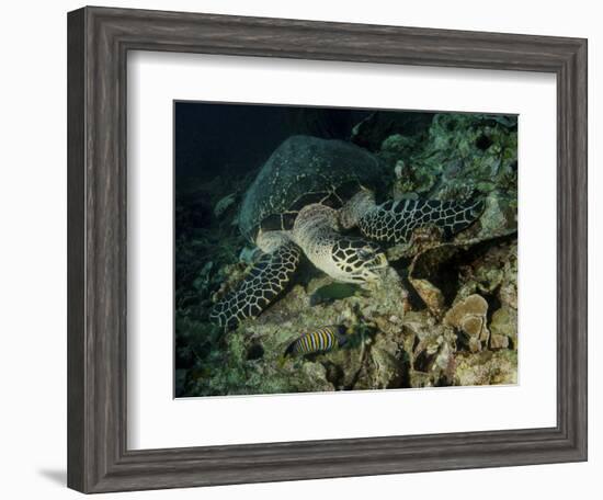 Hawksbill Sea Turtle Feeding, Bunaken Marine Park, Indonesia-Stocktrek Images-Framed Photographic Print
