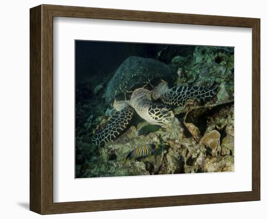 Hawksbill Sea Turtle Feeding, Bunaken Marine Park, Indonesia-Stocktrek Images-Framed Photographic Print