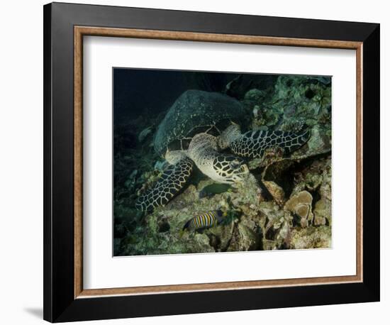 Hawksbill Sea Turtle Feeding, Bunaken Marine Park, Indonesia-Stocktrek Images-Framed Photographic Print