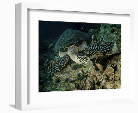 Hawksbill Sea Turtle Feeding, Bunaken Marine Park, Indonesia-Stocktrek Images-Framed Photographic Print