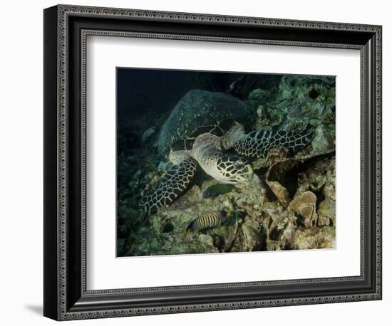 Hawksbill Sea Turtle Feeding, Bunaken Marine Park, Indonesia-Stocktrek Images-Framed Photographic Print