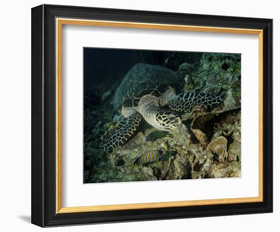 Hawksbill Sea Turtle Feeding, Bunaken Marine Park, Indonesia-Stocktrek Images-Framed Photographic Print