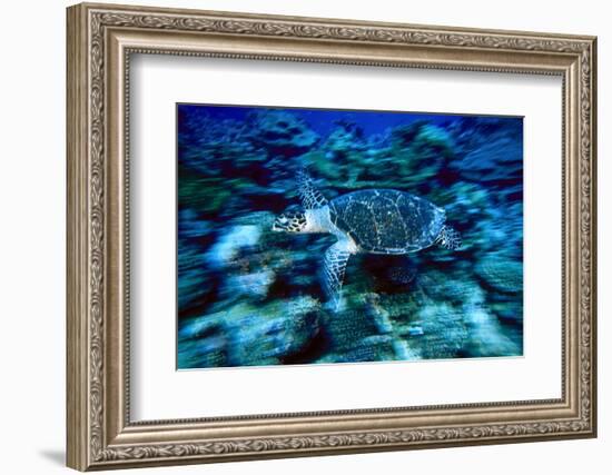 Hawksbill Sea Turtle, Maldives-Stuart Westmorland-Framed Photographic Print