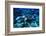 Hawksbill Sea Turtle, Maldives-Stuart Westmorland-Framed Photographic Print