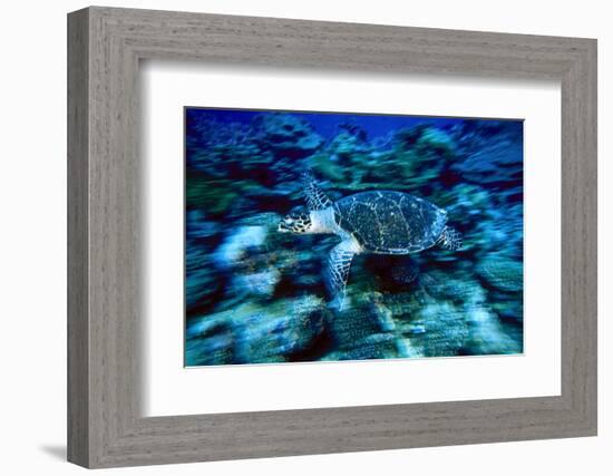 Hawksbill Sea Turtle, Maldives-Stuart Westmorland-Framed Photographic Print