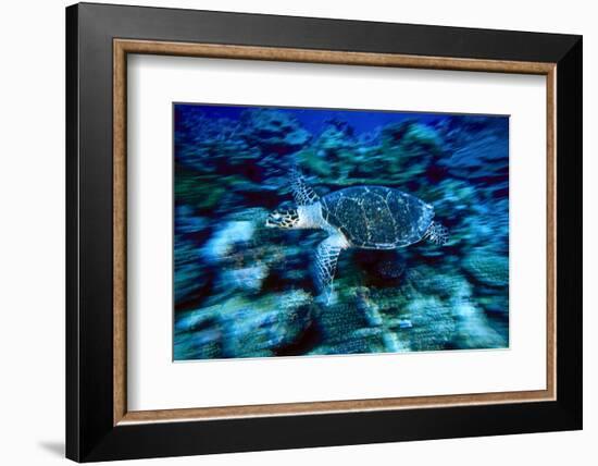 Hawksbill Sea Turtle, Maldives-Stuart Westmorland-Framed Photographic Print