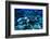 Hawksbill Sea Turtle, Maldives-Stuart Westmorland-Framed Photographic Print