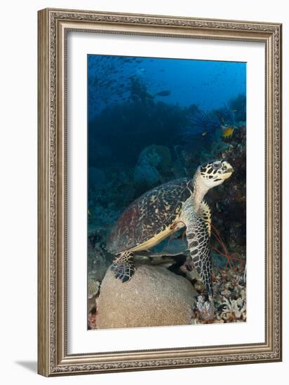 Hawksbill Sea Turtle on a Reef with Diver in the Background-null-Framed Photographic Print