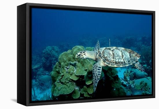 Hawksbill Sea Turtle Swimming over a Coral Reef (Eretmochelys Imbricata), Caribbean Sea.-Reinhard Dirscherl-Framed Premier Image Canvas