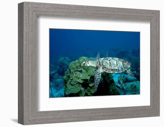 Hawksbill Sea Turtle Swimming over a Coral Reef (Eretmochelys Imbricata), Caribbean Sea.-Reinhard Dirscherl-Framed Photographic Print