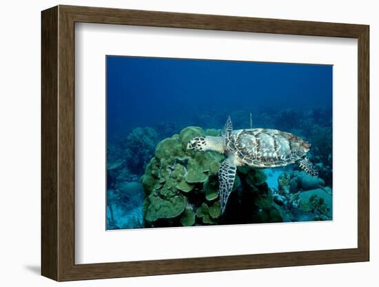 Hawksbill Sea Turtle Swimming over a Coral Reef (Eretmochelys Imbricata), Caribbean Sea.-Reinhard Dirscherl-Framed Photographic Print