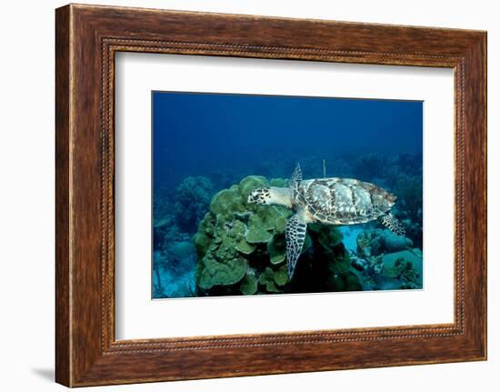 Hawksbill Sea Turtle Swimming over a Coral Reef (Eretmochelys Imbricata), Caribbean Sea.-Reinhard Dirscherl-Framed Photographic Print