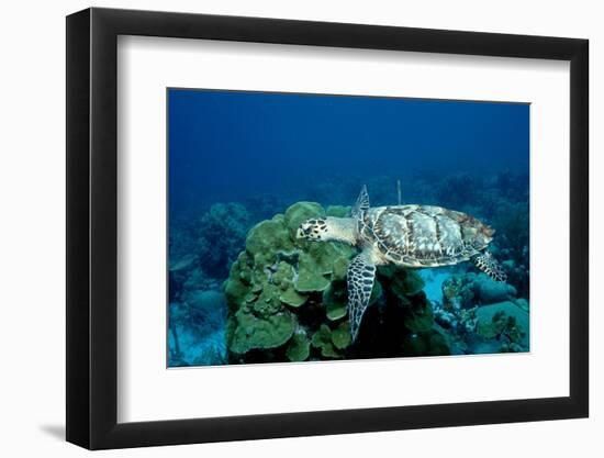 Hawksbill Sea Turtle Swimming over a Coral Reef (Eretmochelys Imbricata), Caribbean Sea.-Reinhard Dirscherl-Framed Photographic Print