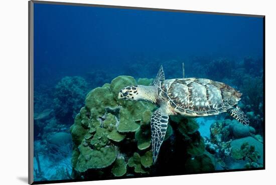 Hawksbill Sea Turtle Swimming over a Coral Reef (Eretmochelys Imbricata), Caribbean Sea.-Reinhard Dirscherl-Mounted Photographic Print