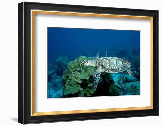 Hawksbill Sea Turtle Swimming over a Coral Reef (Eretmochelys Imbricata), Caribbean Sea.-Reinhard Dirscherl-Framed Photographic Print