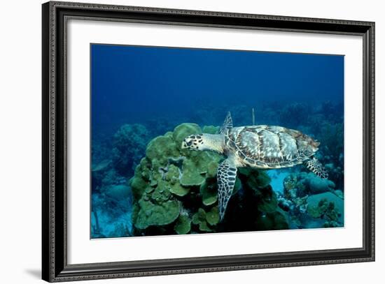 Hawksbill Sea Turtle Swimming over a Coral Reef (Eretmochelys Imbricata), Caribbean Sea.-Reinhard Dirscherl-Framed Photographic Print